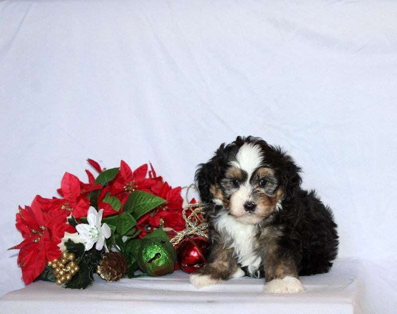 puppy, for, sale, Mini Bernedoodle F2, Matthew B. Stoltzfus, dog, breeder, Gap, PA, dog-breeder, puppy-for-sale, forsale, nearby, find, puppyfind, locator, puppylocator, aca